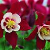 Aquilegia caerulea 'Origami Red & White'