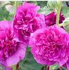 Alcea rosea 'Chater's Double Violet Purple'