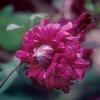 Clematis 'Purpurea Plena Elegans'
