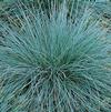 Festuca glauca