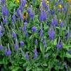 Veronica 'Sunny Border Blue'