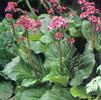 Bergenia cordifolia 'Rotblum'