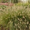 Pennisetum alopecuroides 'Piglet'