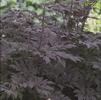 Cimicifuga (syn Actaea) racemosa 'Hillside Black Beauty'
