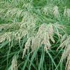 Calamagrostis canadensis