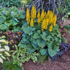Ligularia 'Bottle Rocket'