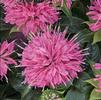 Monarda x didyma 'Pardon My Pink'
