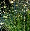 Bouteloua gracilis 'Blonde Ambition'