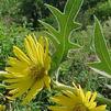 Silphium laciniatum