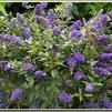 Buddleia 'LO AND BEHOLD Blue Chip'