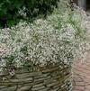 Gypsophila paniculata 'Snow White Double'