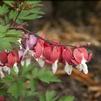 Dicentra spectabilis 'Valentine'