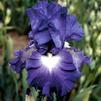 Iris 'Speeding Again'