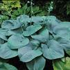 Hosta 'Humpback Whale'