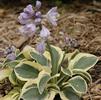 Hosta 'Mighty Mouse'