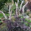 Cimicifuga (syn Actaea) racemosa 'Atropurpurea'