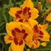 Hemerocallis 'Black Eyed Susan'