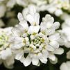 Iberis sempervirens 'Whiteout'