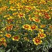 Coreopsis 'Enchanted Eve'