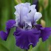 Iris 'Best Bet'