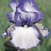 Iris germanica 'Hemstitched'
