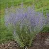 Perovskia atriplicifolia 'Rocketman'