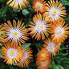 Delosperma 'Topaz'