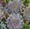 Sempervivum 'Pacific Blue Ice'