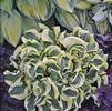 Hosta 'Mini Skirt'