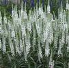 Veronica 'White Wands'