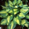 Hosta 'Captain Kirk'