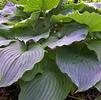 Hosta 'Komodo Dragon'