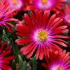 Delosperma 'Garnet'