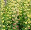 Baptisia 'Solar Flare Prairieblues'