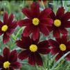 Coreopsis 'Red Elf'