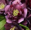 Helleborus 'True Love'