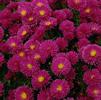 Aster (syn Symphyotrichum) 'KICKIN Carmine Red'