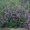 Buddleia 'Lavender Cupcake'
