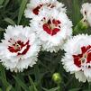 Dianthus 'Coconut Surprise'