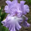 Iris Germanica 'Mary Frances'