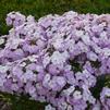 Phlox 'Amethyst Pearl'