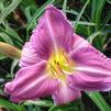 Hemerocallis 'Prairie Blue Eyes'