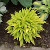 Hosta 'Munchkin Fire'