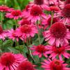 Echinacea 'Delicious Candy'