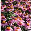 Echinacea 'Feeling Pink'
