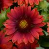 Gaillardia Grandiflora 'Mesa Red'