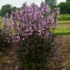 Penstemon 'Midnight Masquerade'