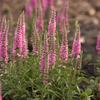 Veronica 'Giles van Hees'