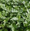 Euonymus fortunei 'Colorata'