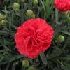 Dianthus 'Early Bird Chili'